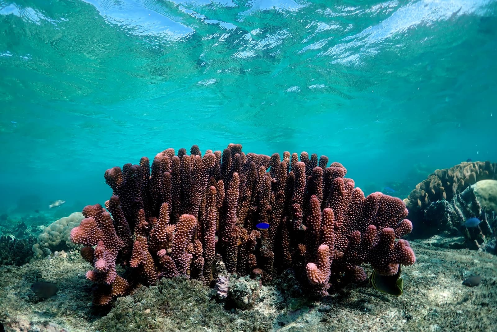 Blue Lagoon experiences