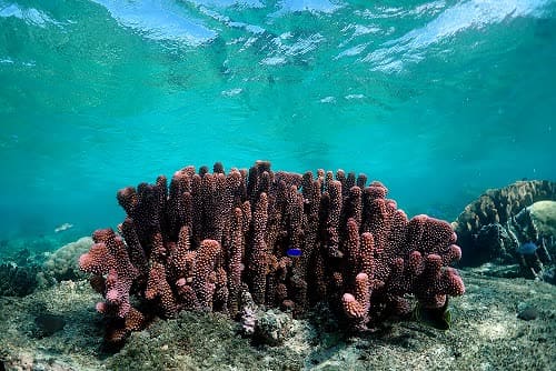 Discover Scuba