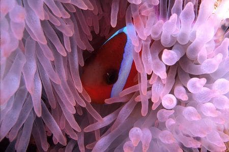 Free Scuba Diving — photo 1 of 4